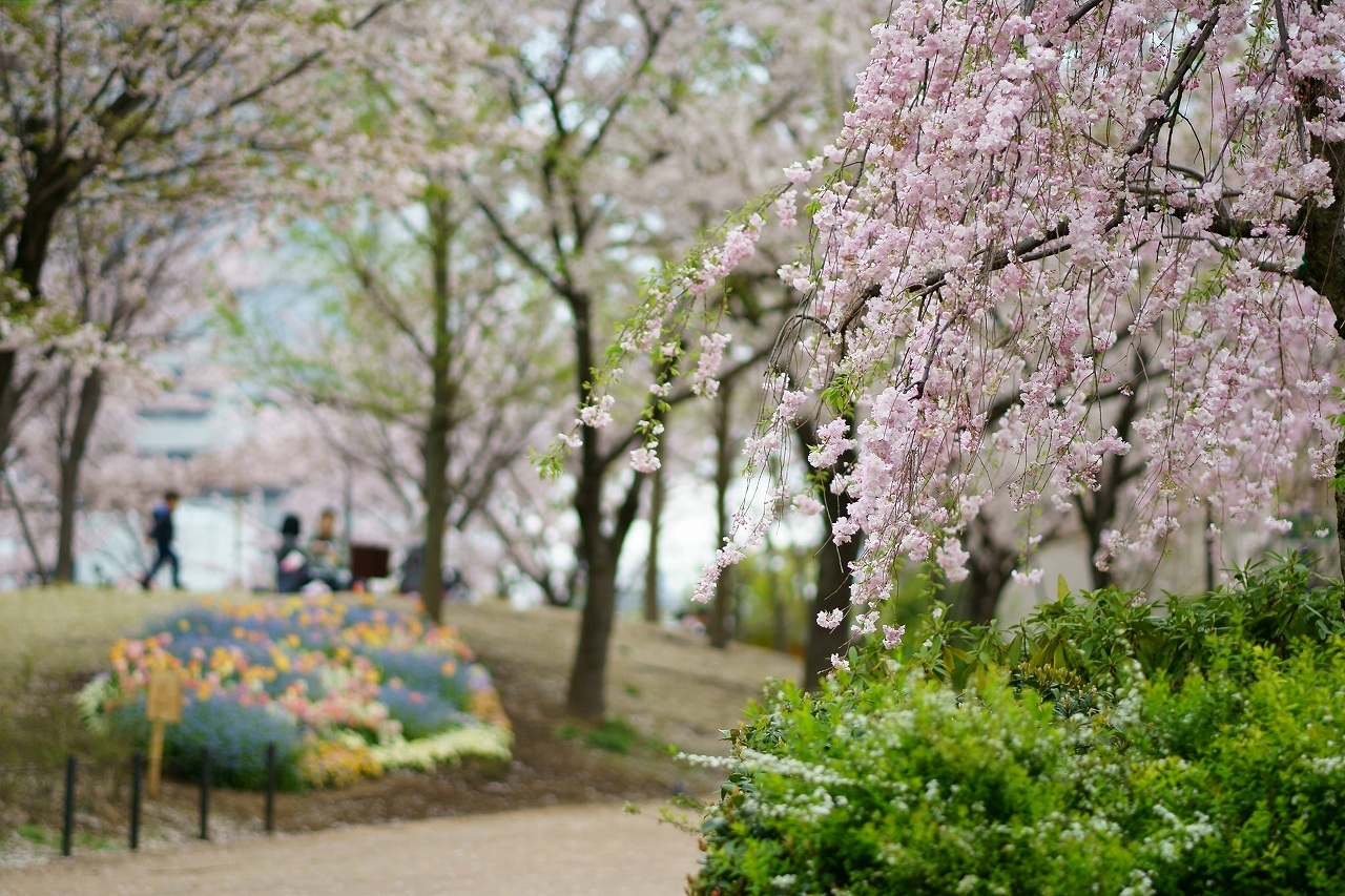 東品川海上公園の桜_b0225108_22383239.jpg