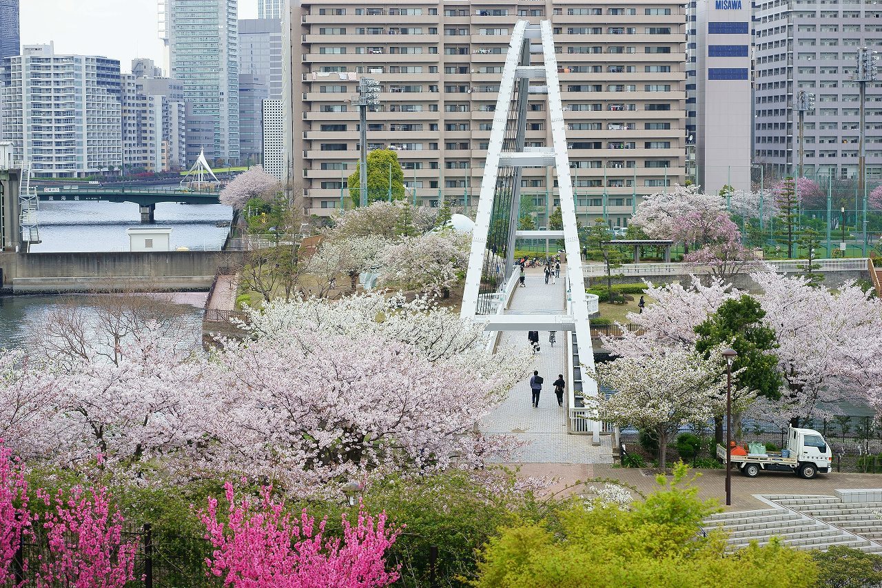 東品川海上公園の桜_b0225108_22383256.jpg