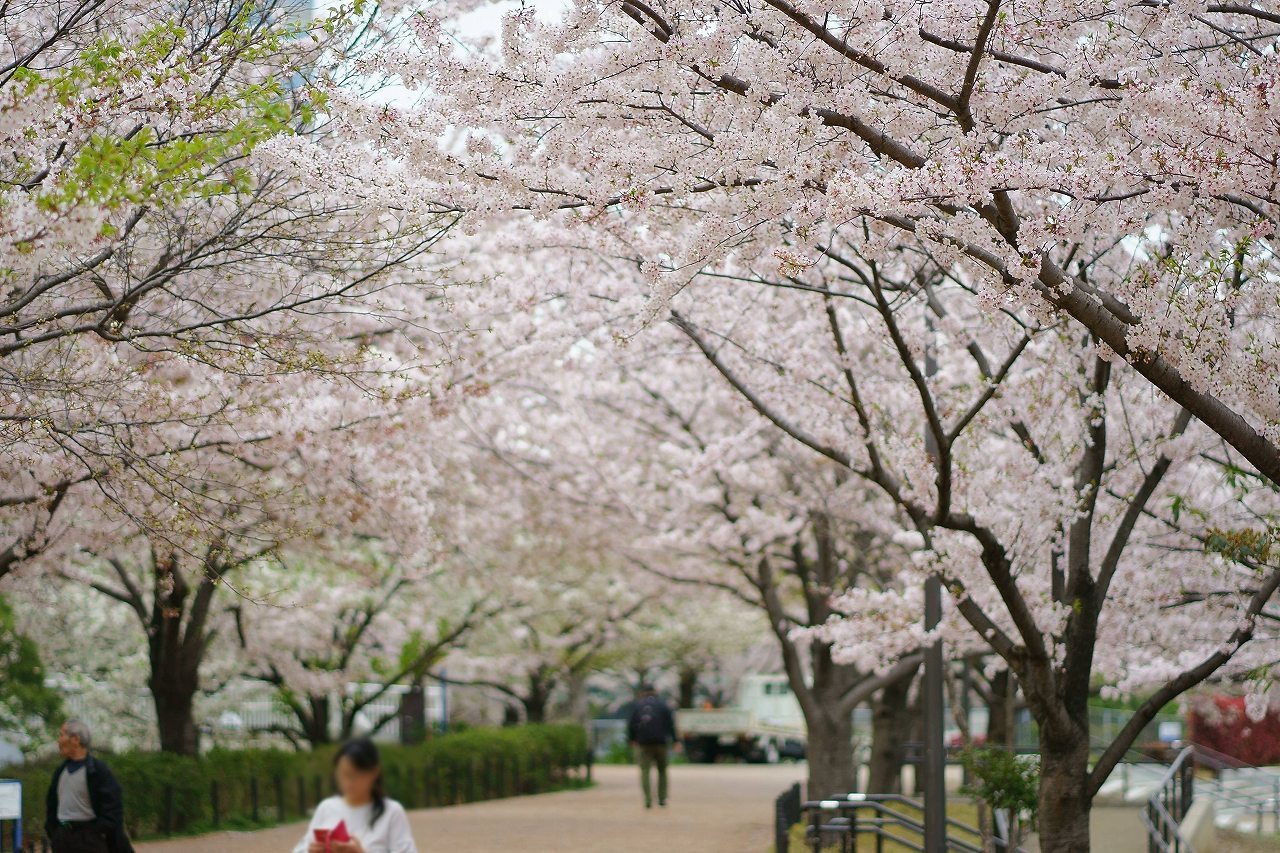 東品川海上公園の桜_b0225108_22383477.jpg