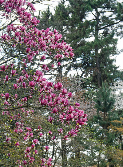 春始動。。。。御所の山桜、新緑。_b0367508_12283993.jpg