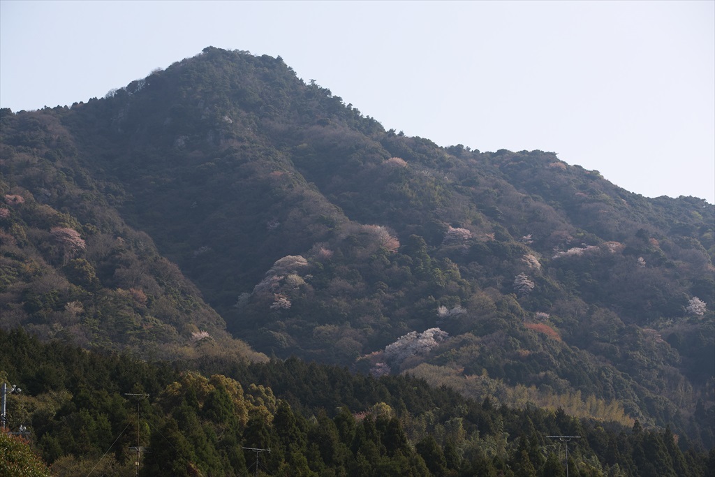 琴石山（柳井市）ヤマザクラ山行(2017/04/12)_c0346710_02514947.jpg