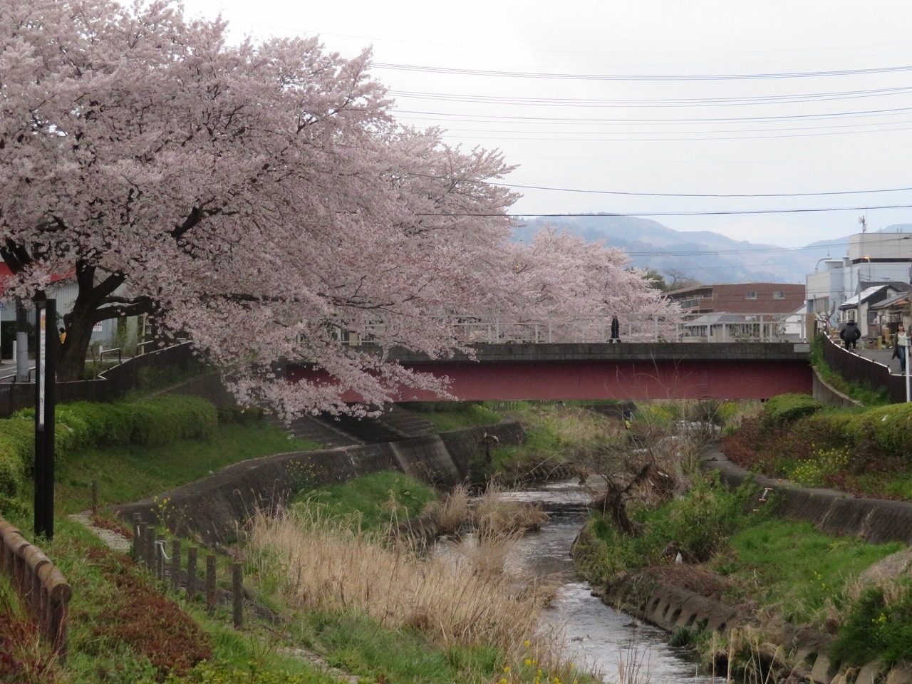 桜_d0013610_09042644.jpg