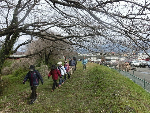天気は回復? 今週末は「最後の花見」と「富士山れんげまつり」へ_f0141310_07384873.jpg