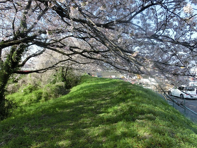 天気は回復? 今週末は「最後の花見」と「富士山れんげまつり」へ_f0141310_07385541.jpg