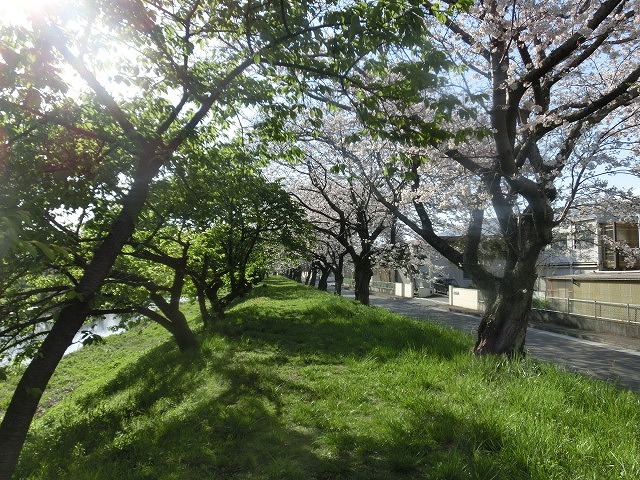 天気は回復？　今週末は「最後の花見」と「富士山れんげまつり」へ_f0141310_07391181.jpg