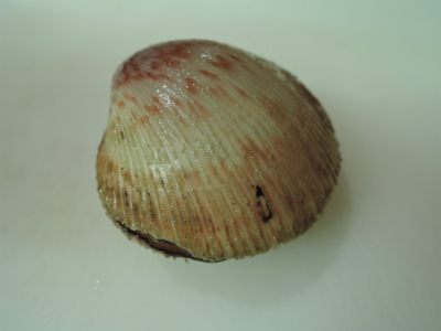 生トリ_f0157910_15371088.jpg