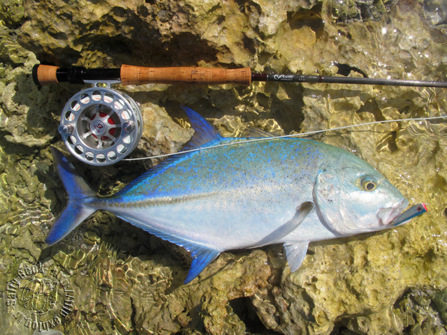 私の愛用品 #06 - HATCH FLY REELS - : Salty Geek 私の愛用品 #06 - HATCH FLY REELS - : Salty Geek