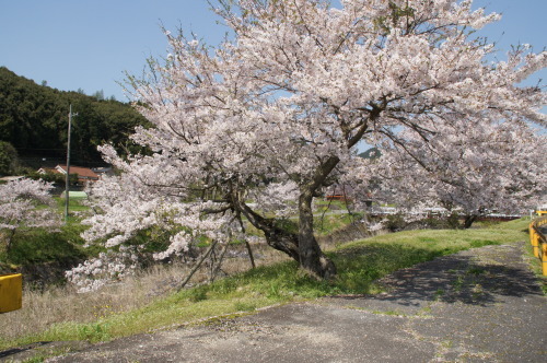 平和と現実と_a0029812_11251190.jpg