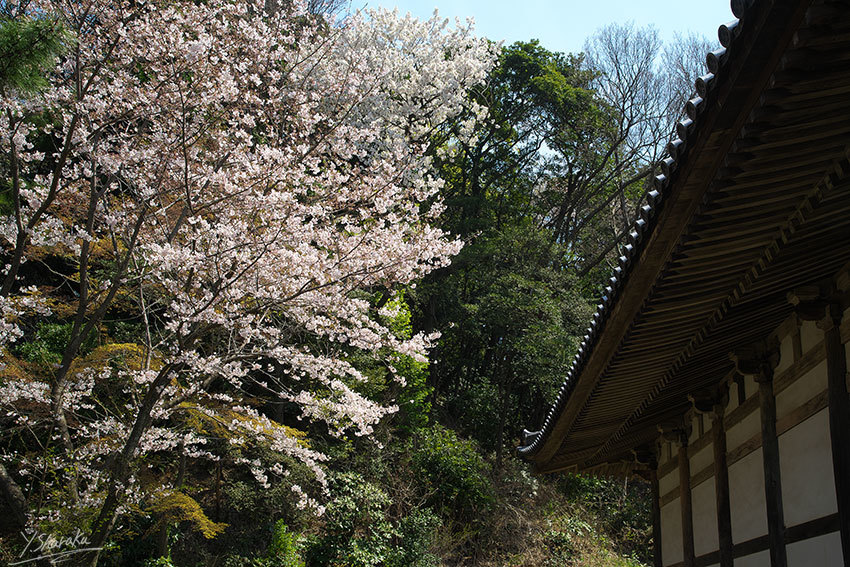 桜咲く三渓園　No2_f0344614_09162511.jpg