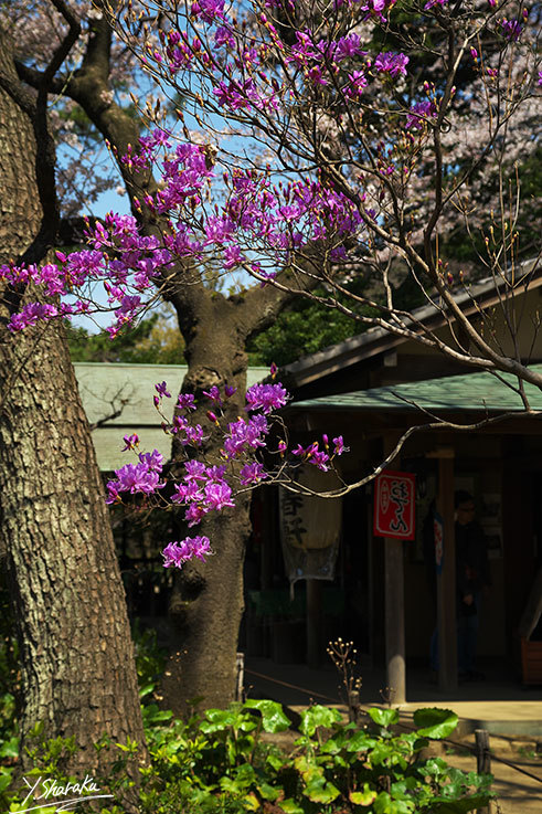 桜咲く三渓園　No2_f0344614_09200070.jpg