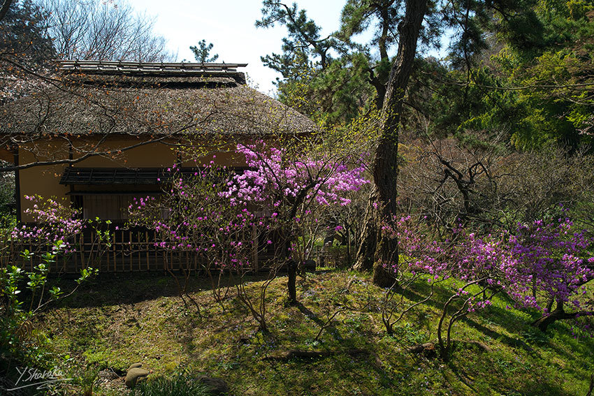 桜咲く三渓園　No3_f0344614_22000110.jpg