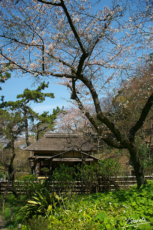 桜咲く三渓園　No3_f0344614_22020424.jpg