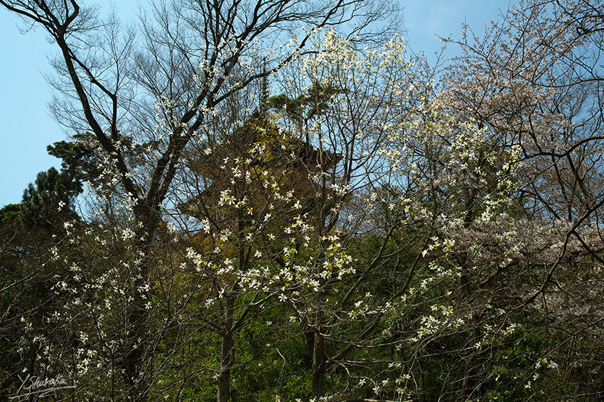 桜咲く三渓園　No3_f0344614_22044564.jpg