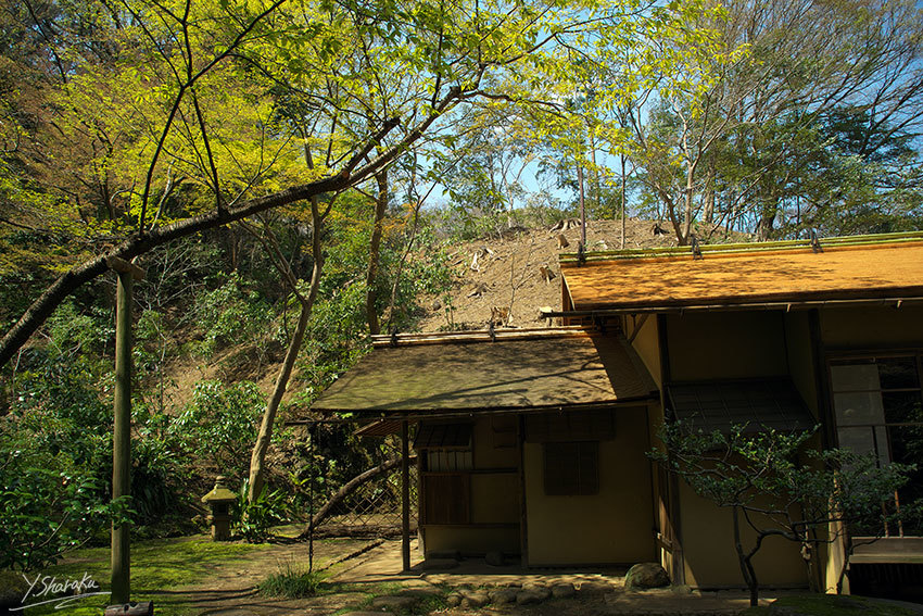 桜咲く三渓園　No3_f0344614_22063473.jpg