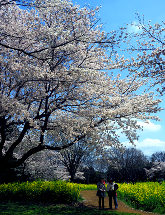 卯月の昭和記念公園　（４月１３日）　_a0023315_14473749.jpg