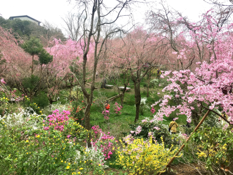 開運桜_b0109423_01391082.jpg