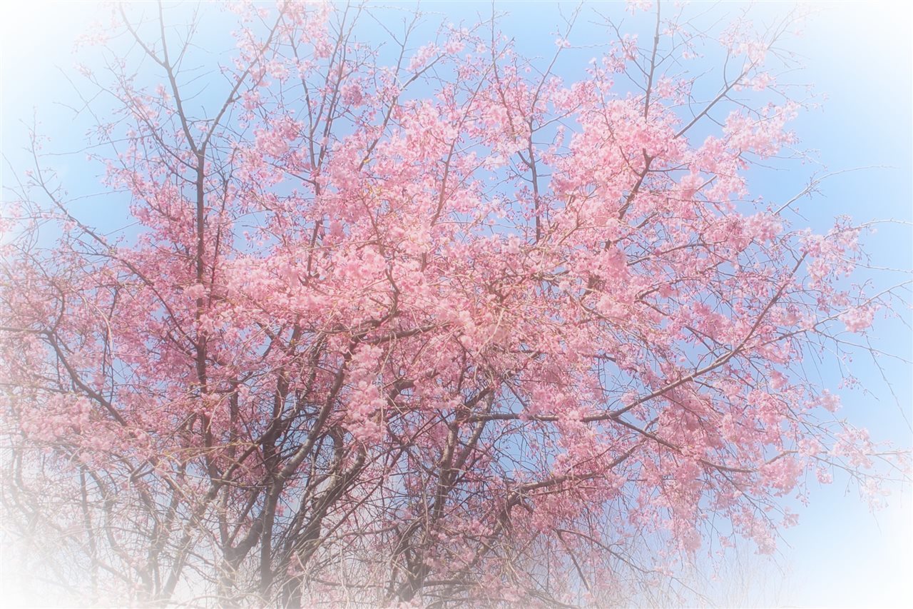 桜_b0352223_02123010.jpg