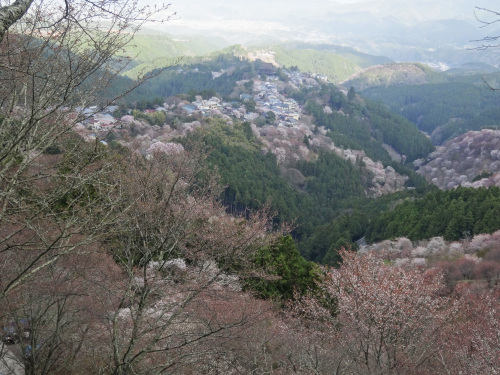  平成29年　吉野山　桜の進捗状況！！（4月14日現在）_e0154524_13241596.jpg