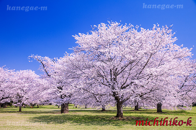 国営昭和記念公園の桜 風景写真家 鐘ヶ江道彦のフォトブログ 国営昭和記念公園の桜 風景写真家 鐘ヶ江道彦のフォトブログ
