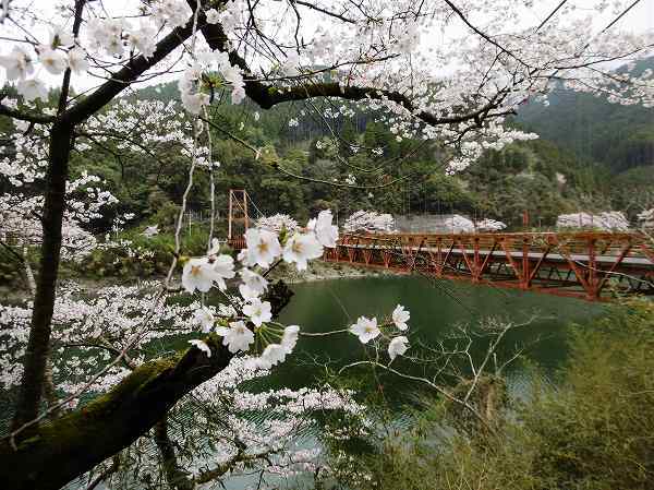 2017年のお花見3　福岡の観光＆グルメ_d0086228_10463782.jpg