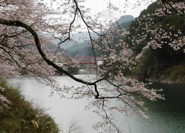 2017年のお花見3　福岡の観光＆グルメ_d0086228_10474199.jpg