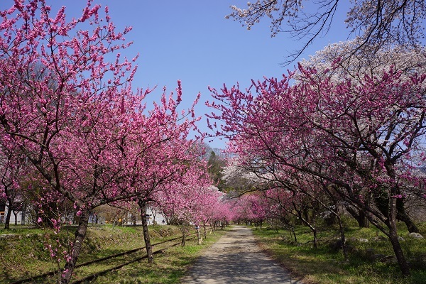 神戸（ごうど）の花桃に酔う_a0129636_16580084.jpg