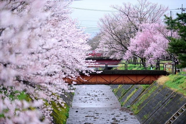 桜せせらぐ_b0311736_21163348.jpg