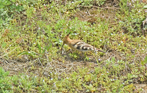 秋ヶ瀬のヤツガシラ Eurasian Hoopoe_f0206939_11163545.jpg