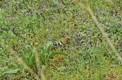 秋ヶ瀬のヤツガシラ Eurasian Hoopoe_f0206939_11180022.jpg