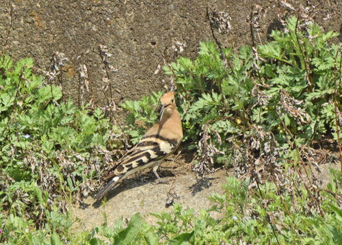 秋ヶ瀬のヤツガシラ Eurasian Hoopoe_f0206939_11181569.jpg