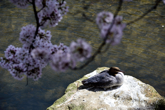 桜2（伏見川）_c0093046_19101886.gif