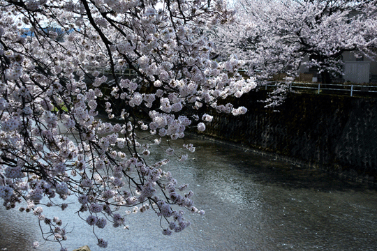 桜2（伏見川）_c0093046_1910455.gif