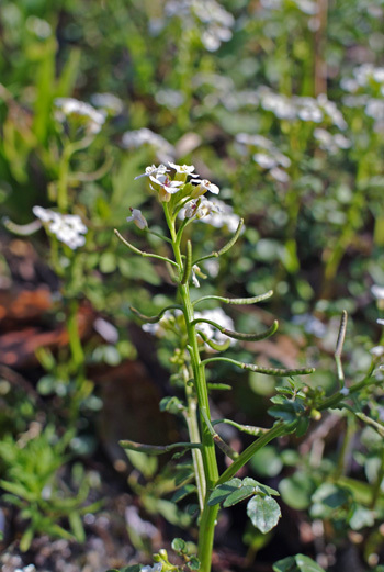 クレソンみっけー グルグルつばめ食堂
