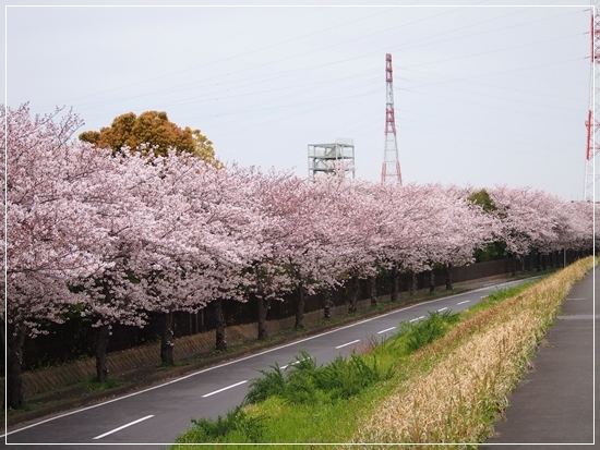 SAKURA@平塚_d0013149_01154730.jpg