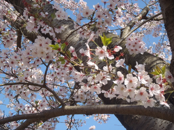 □4月14日(金)かみす桜まつり会場開花状況□_f0229750_09514842.jpg