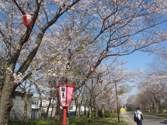 □4月14日(金)かみす桜まつり会場開花状況□_f0229750_09521692.jpg