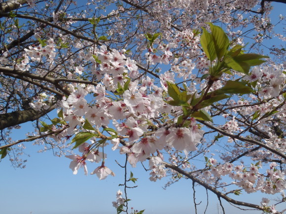 □4月14日(金)かみす桜まつり会場開花状況□_f0229750_09524109.jpg