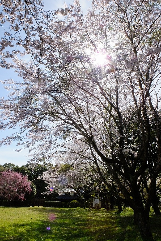 古民家の近くで、桜と花桃など_b0236251_16223251.jpg