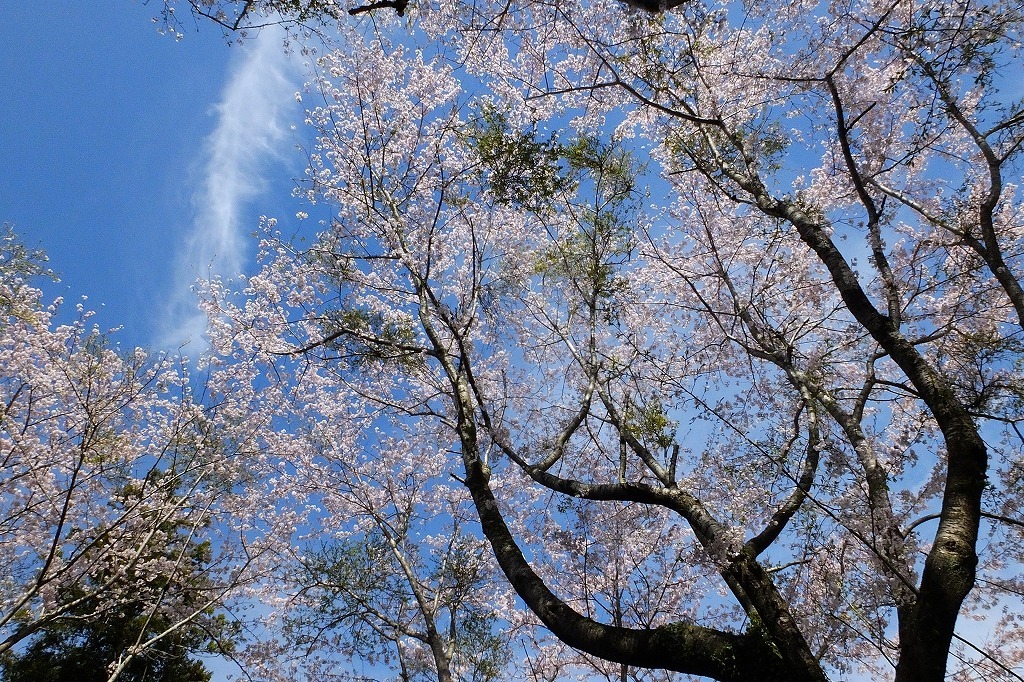 古民家の近くで、桜と花桃など_b0236251_16223614.jpg