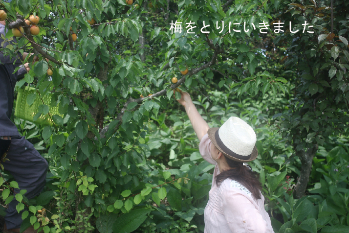 季節限定空席できました、こだわり南高梅でつくる減塩梅干し、イベント募集_c0162653_15413258.jpg