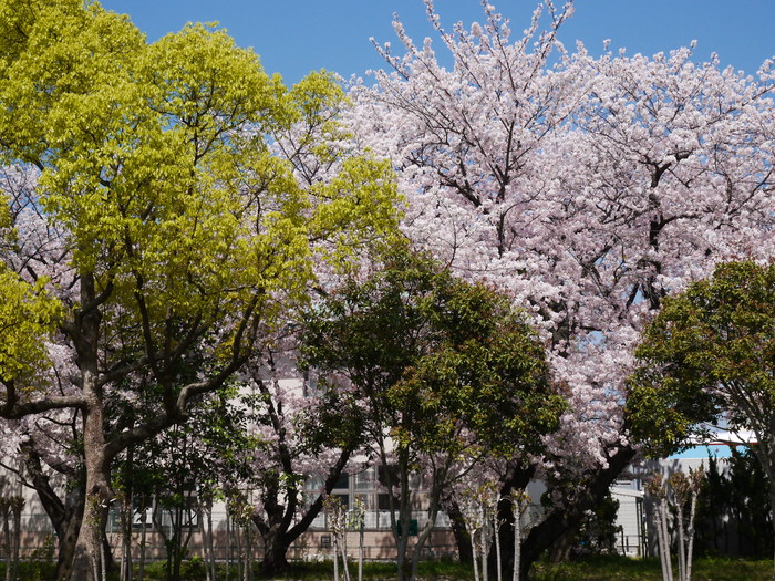 　　日本国の花と和歌山市の木_b0093754_17412971.jpg