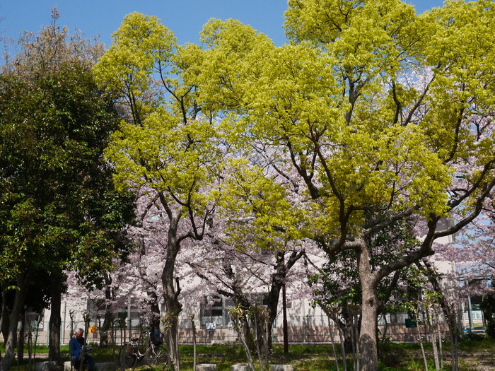 　　日本国の花と和歌山市の木_b0093754_17421839.jpg