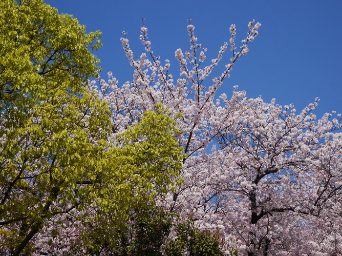 　　日本国の花と和歌山市の木_b0093754_17422919.jpg