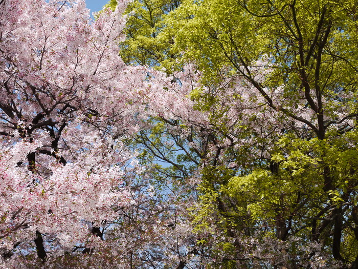 　　日本国の花と和歌山市の木_b0093754_17424599.jpg