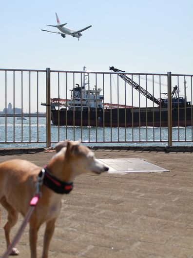 ルビりん、城南島海浜公園で飛行機とコラボする。_b0234654_2228736.jpg