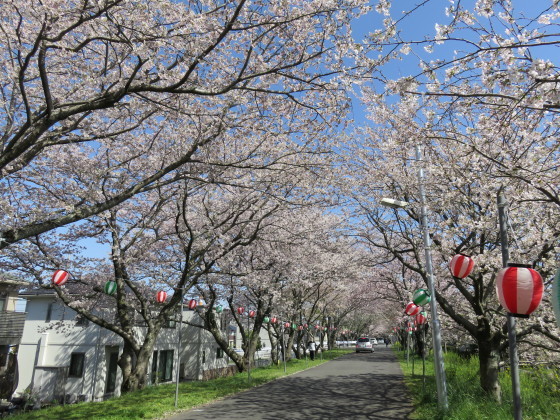 ようやく桜満開_c0367054_14173747.jpg