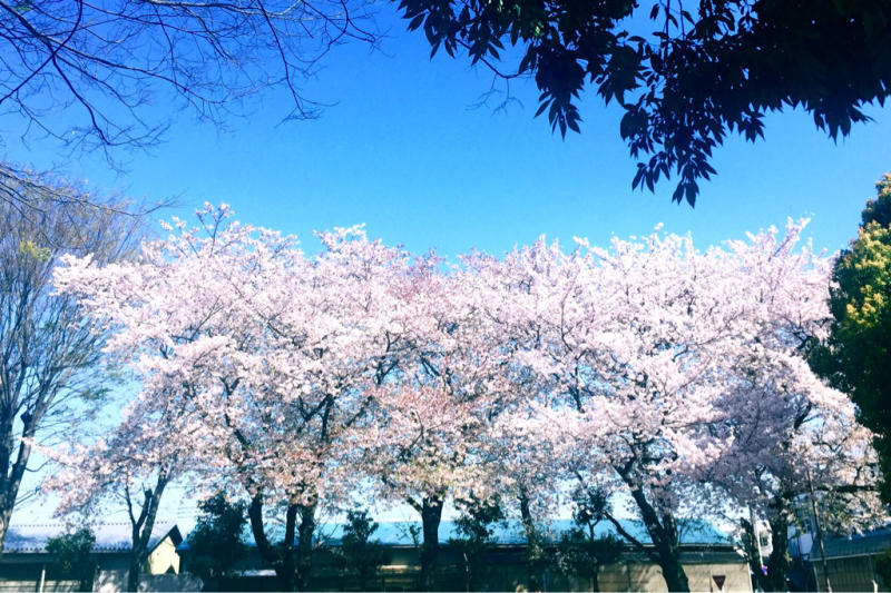 【Photo】猫と桜  - Shot  by iPhone -_b0008655_01015966.jpg