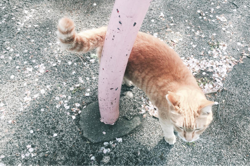 【Photo】猫と桜  - Shot  by iPhone -_b0008655_01020284.jpg