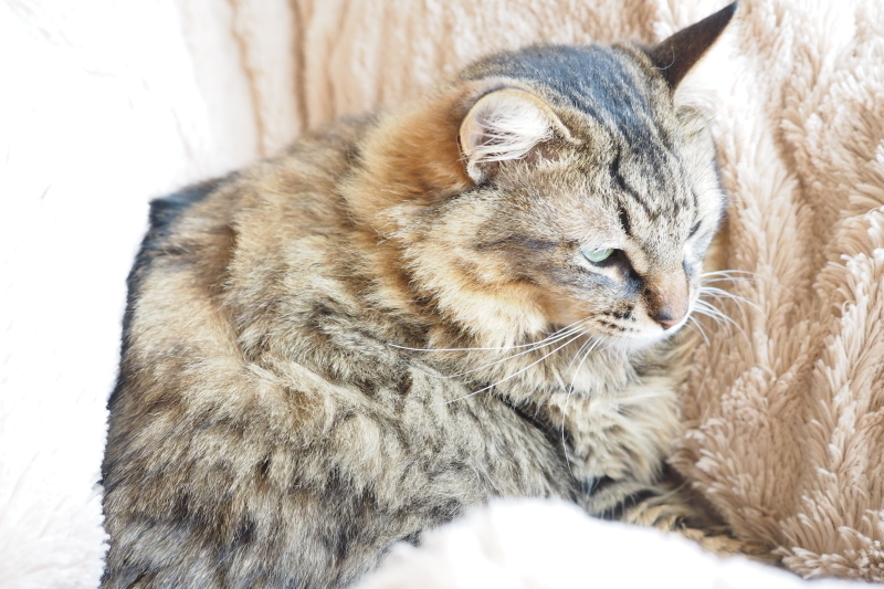 【猫Photo】りんちゃんの優雅なグランピング_b0008655_13573479.jpg
