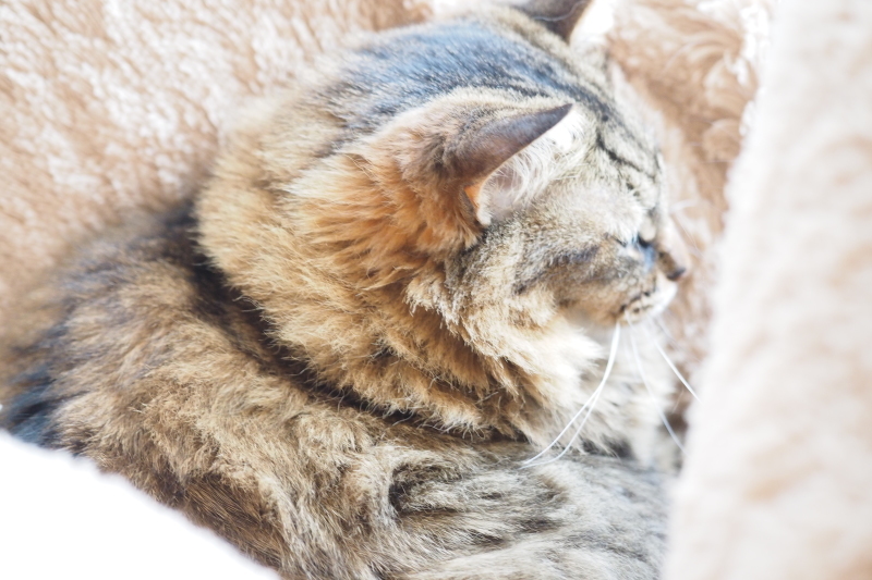 【猫Photo】りんちゃんの優雅なグランピング_b0008655_14031897.jpg